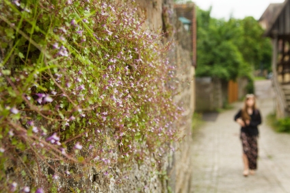 The wall flowers in Rothenburg.